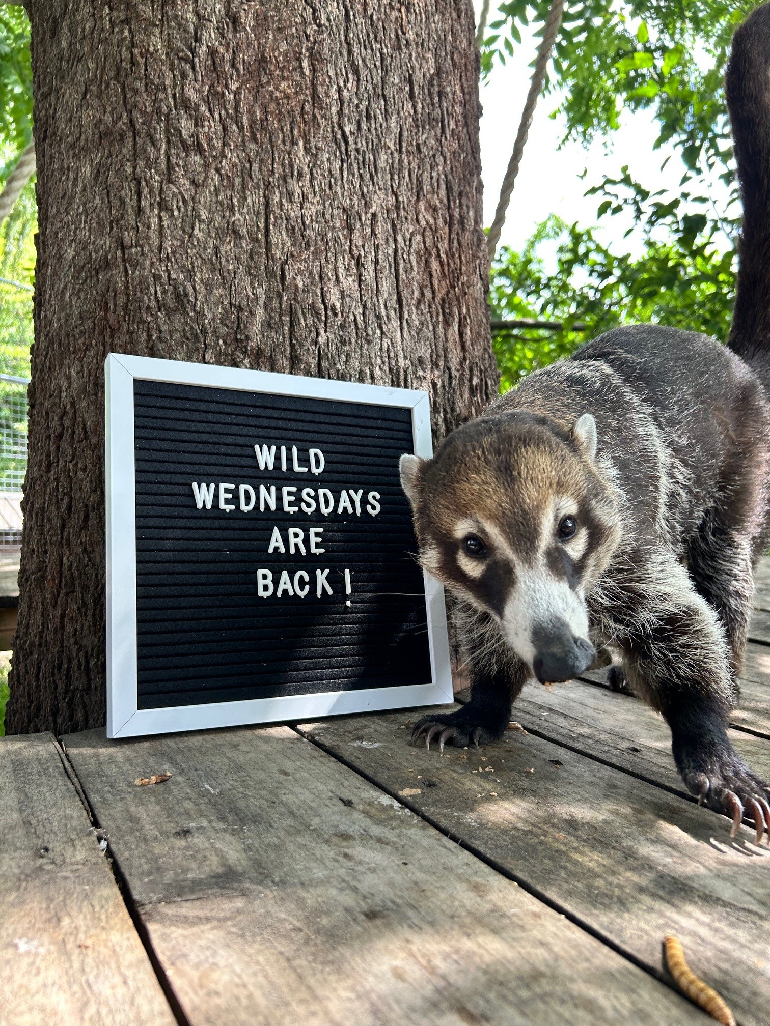 Wild Wednesday (1)
