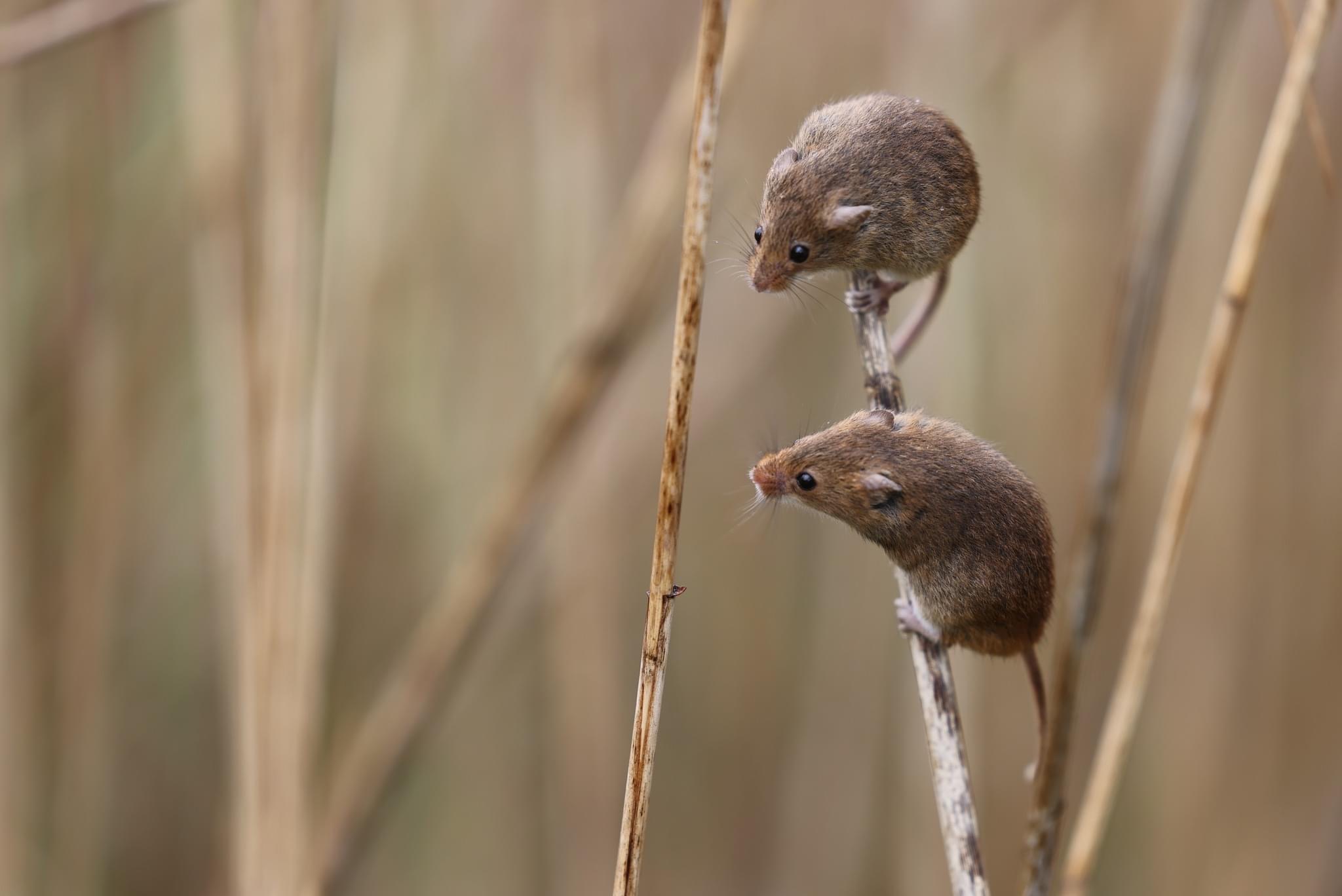 Harvest mouse shop