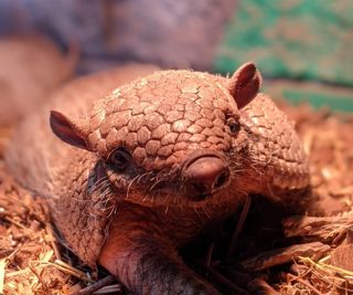 Armadillo
