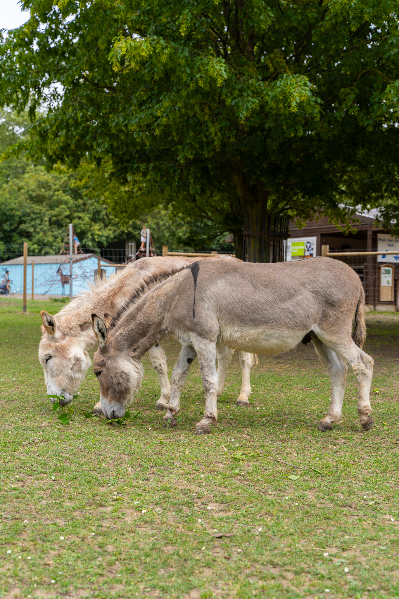 Donkey