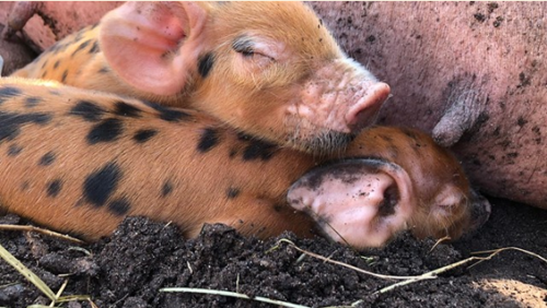 Baby Piglets