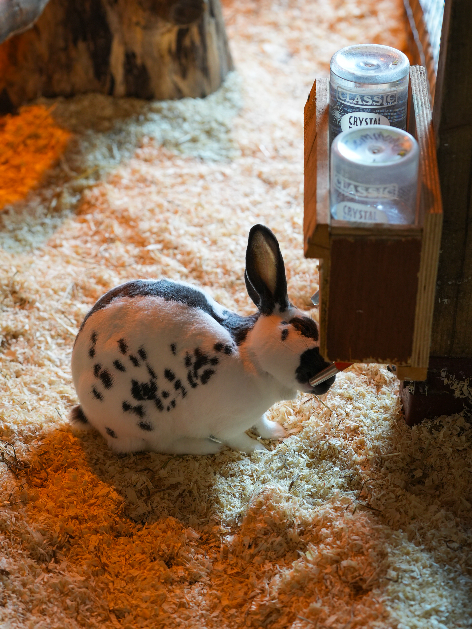 Netherland dwarf hot sale rabbit habitat