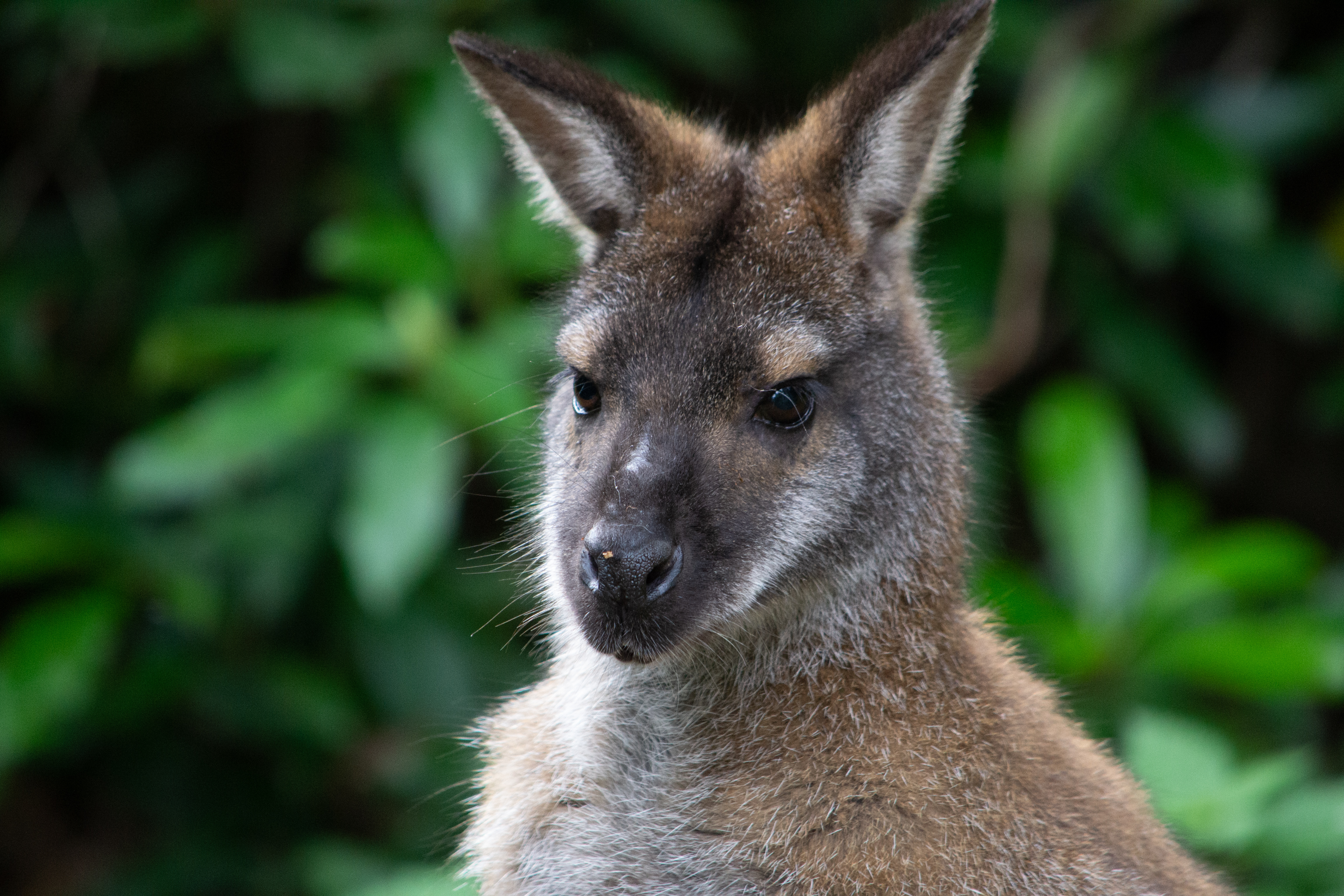 Wallaby new arrivals