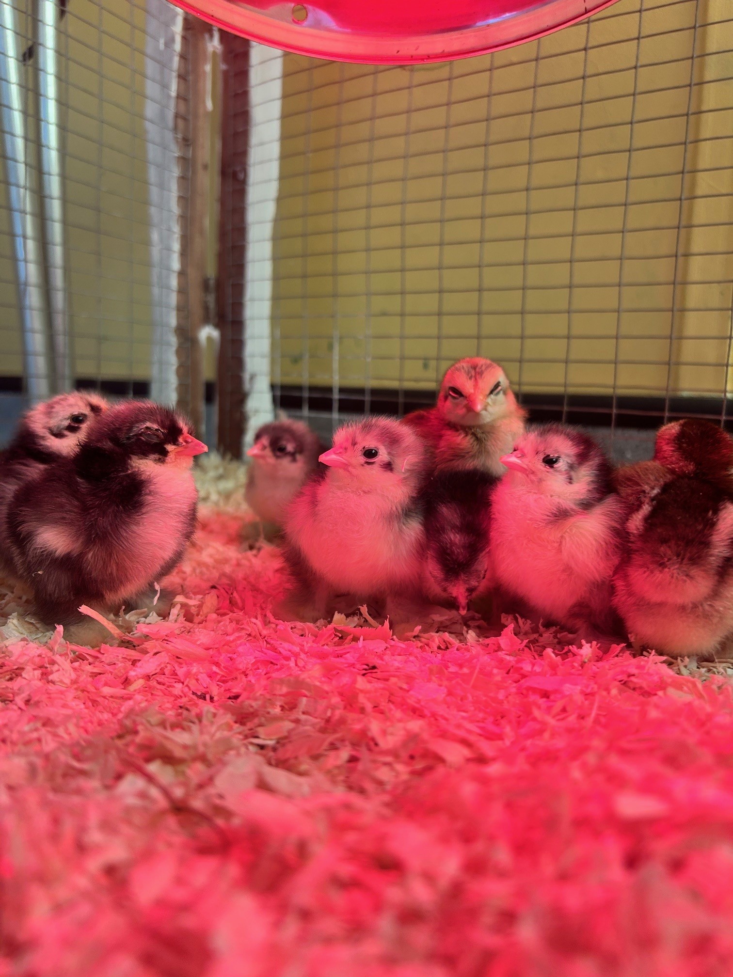 Chick Groups (1)