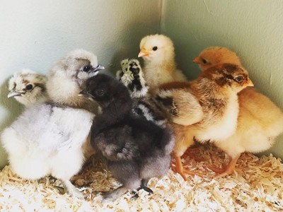 Chicks