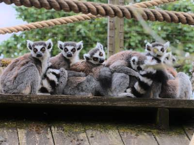 Lemur Snuggle